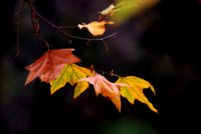 Colorful Leaves