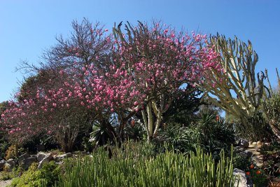 Cactus Garden