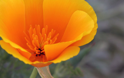 California Poppy
