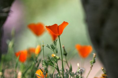Poppies