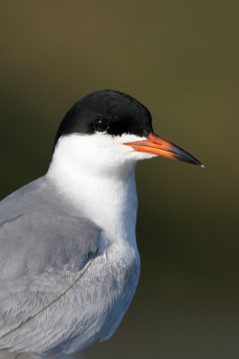 Tern