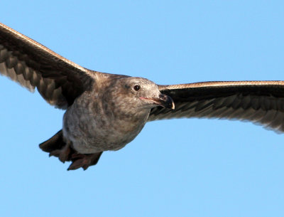 Gull in Flight Close-up