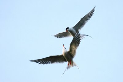 Terns