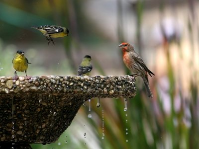 Birds On a Fountain