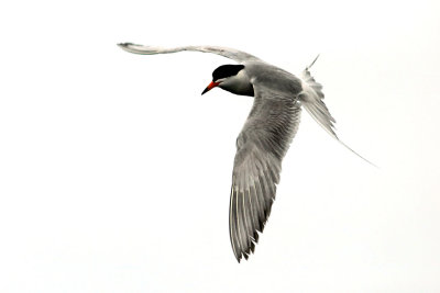 Tern