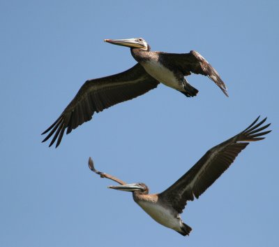 Pelicans in Flight
