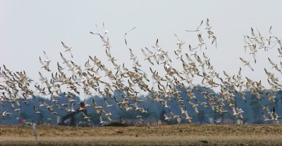 More Terns than a Mountain Road