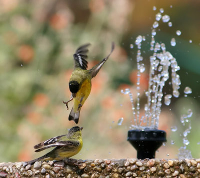 Birds On a Fountain II