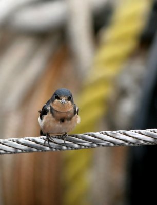 Swallow on a Cable
