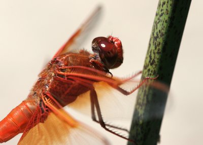 Red Dragonfly Upclose..