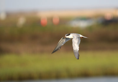 Tern