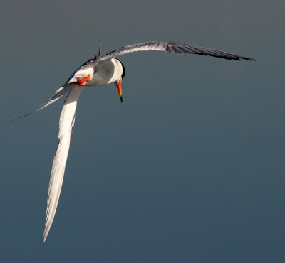 Tern