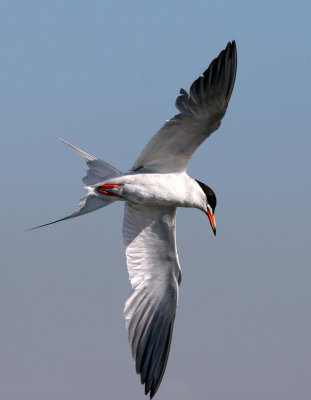 Tern