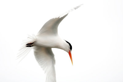 Tern