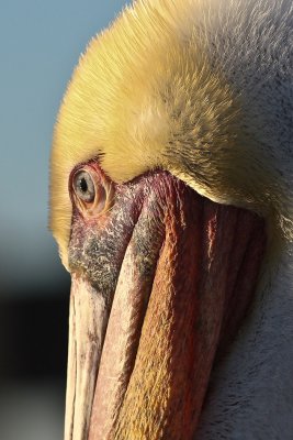 Pelican closeup