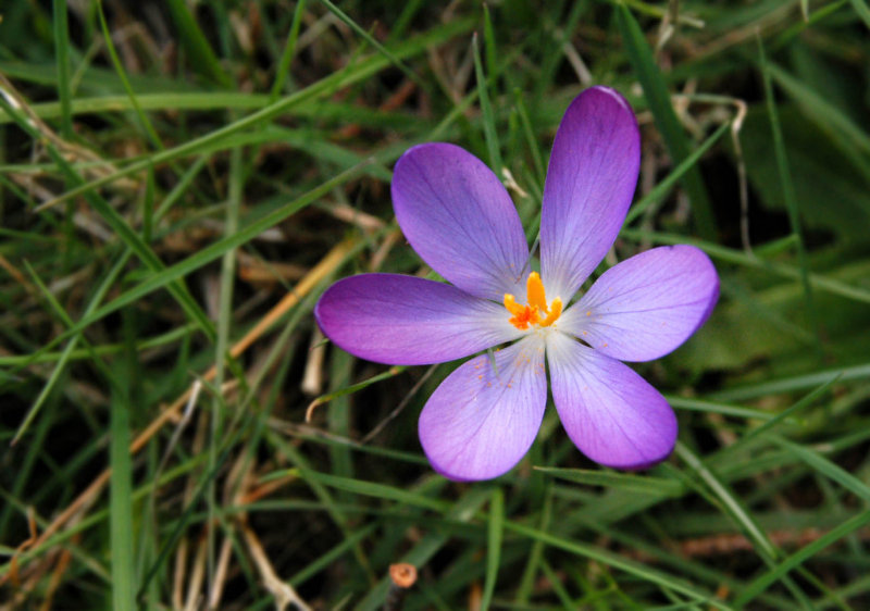 Purple on green