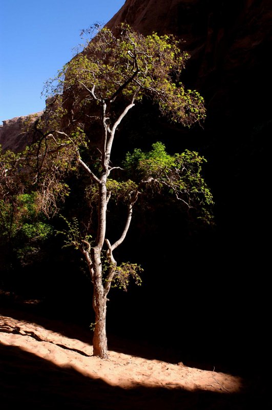 Morning Glory tree