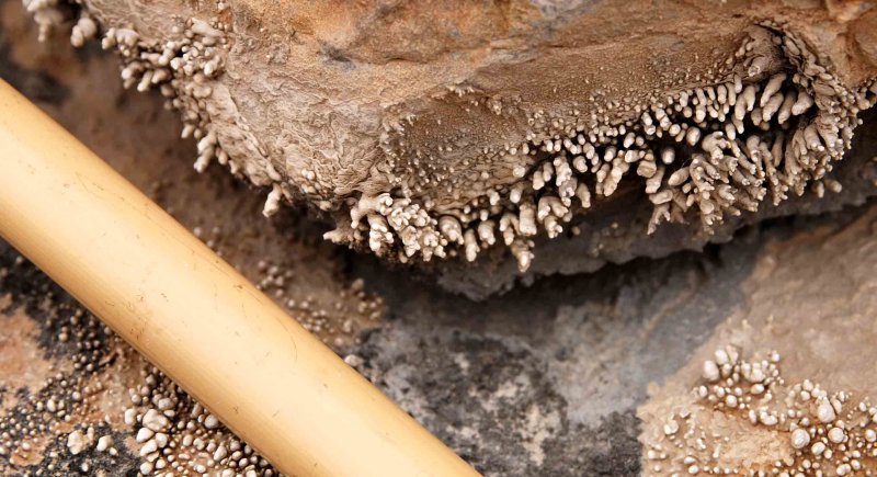 Nodules formed from precipitated minerals?; the bamboo stick is about 0.75 inches (19mm) thick