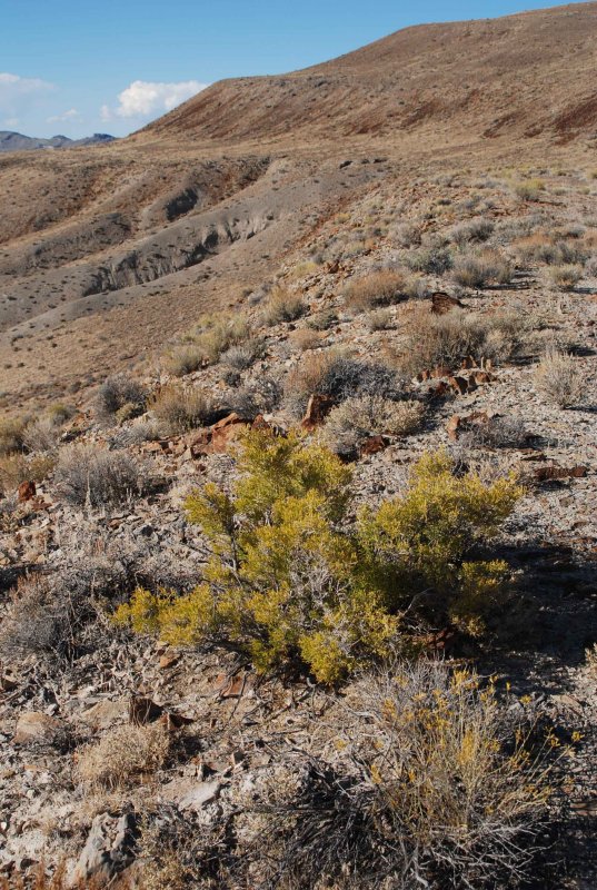 Vegetation on the lower terrace