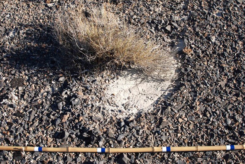 Plant that thinks its a brush