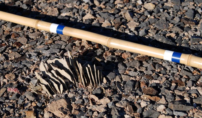 Rock blades on terrace of Lake Bonneville (blue marks on bamboo stick are one foot [30cm] apart)