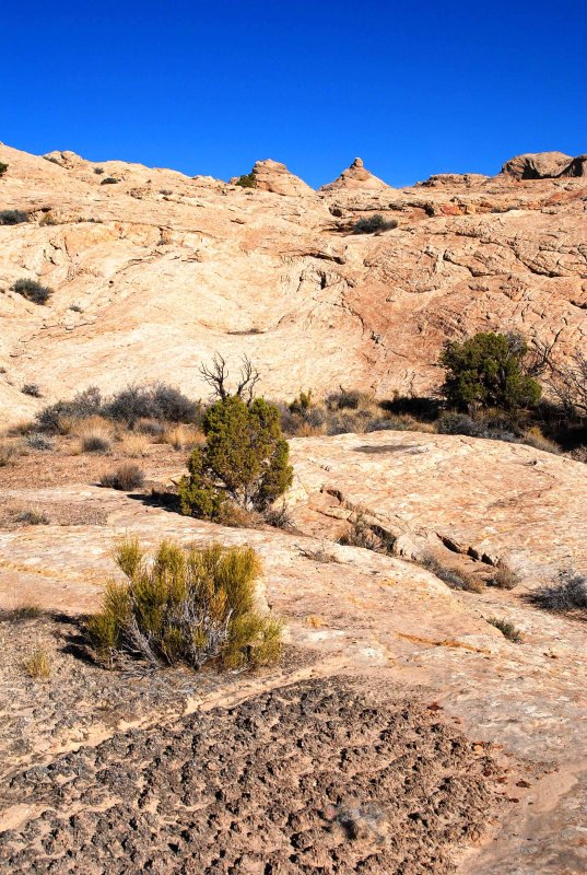An island of cryptobiotic soil in a sea of sandstone