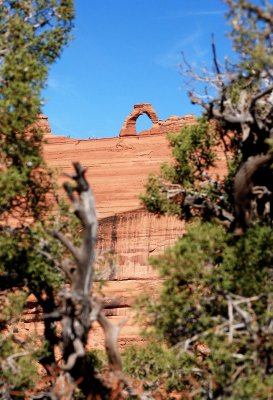 Junipers frame Delicate Arch