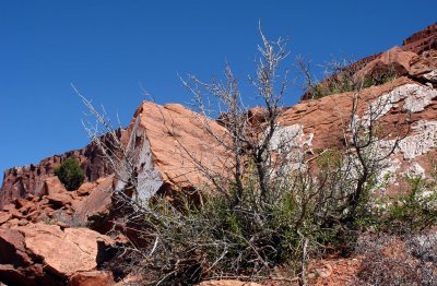 Scraggly bush