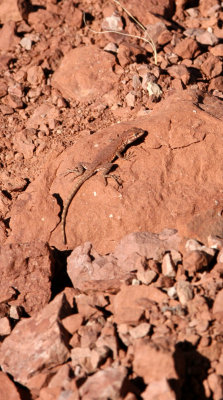 One of many lizards seen on the trail