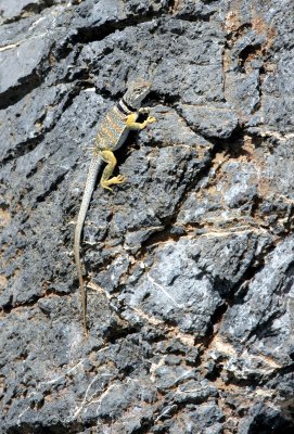 Collared lizard