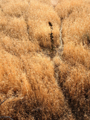 Animals paths in the grass