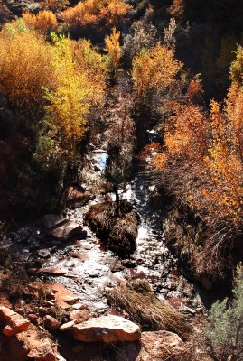 Fall colors in Negro Bill Canyon