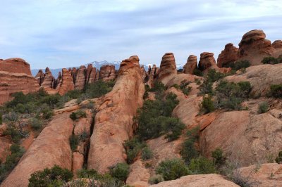 Fins and bushes
