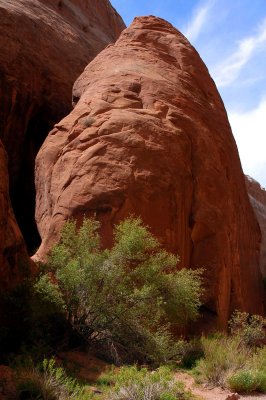 Vegetation and blob near the trailhead