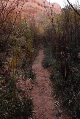 Denuded tunnel of vegetation on the trail
