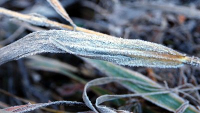 Frosty grass