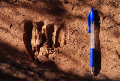 A stenographer deer dropped a pen
