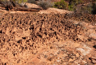 Cryptobiotic soil along the corridor trail