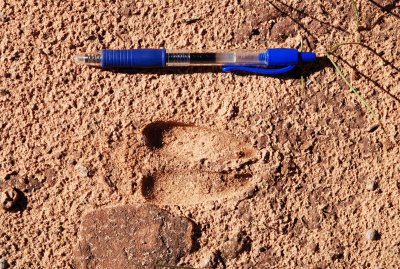 Proof that stenographer deer frequent this area