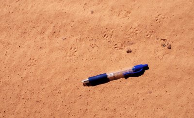 Tracks in sand