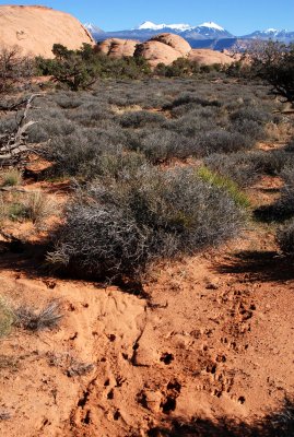 Following deer tracks through the brush