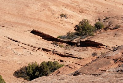 Landscape detail
