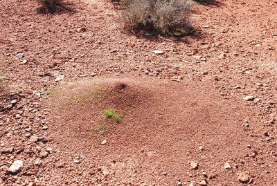 Ant hill (one of very few signs of animal life I saw)