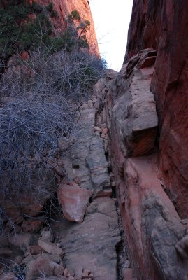This brushy corridor was the garden exit route (note the juniper berries at upper left)