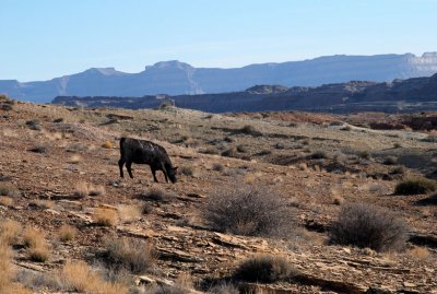 Exotic Utah wildlife