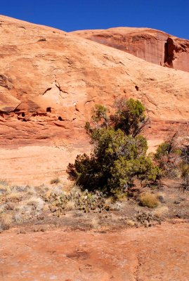 Ramp vegetation: juniper and cacti