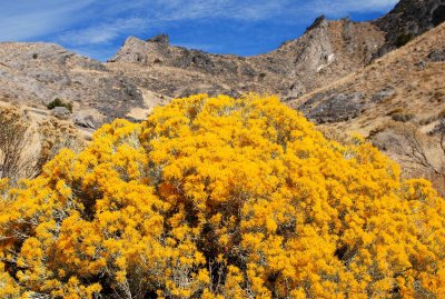 Rabbitbrush (Chrysothamnus nauseosus)