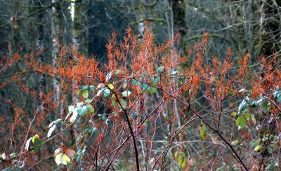 Japanese knotweed (Polygonum cuspidatum)