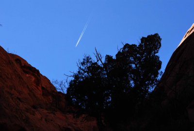 Two fins, a bush, and a plane