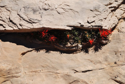 Paintbrush in a crack